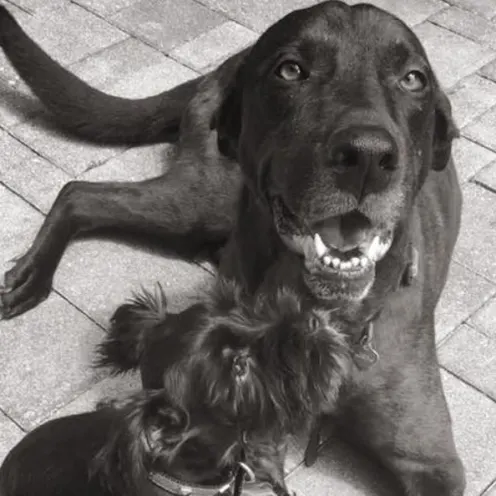 2 dogs smiling and sitting on tile floor while looking up.